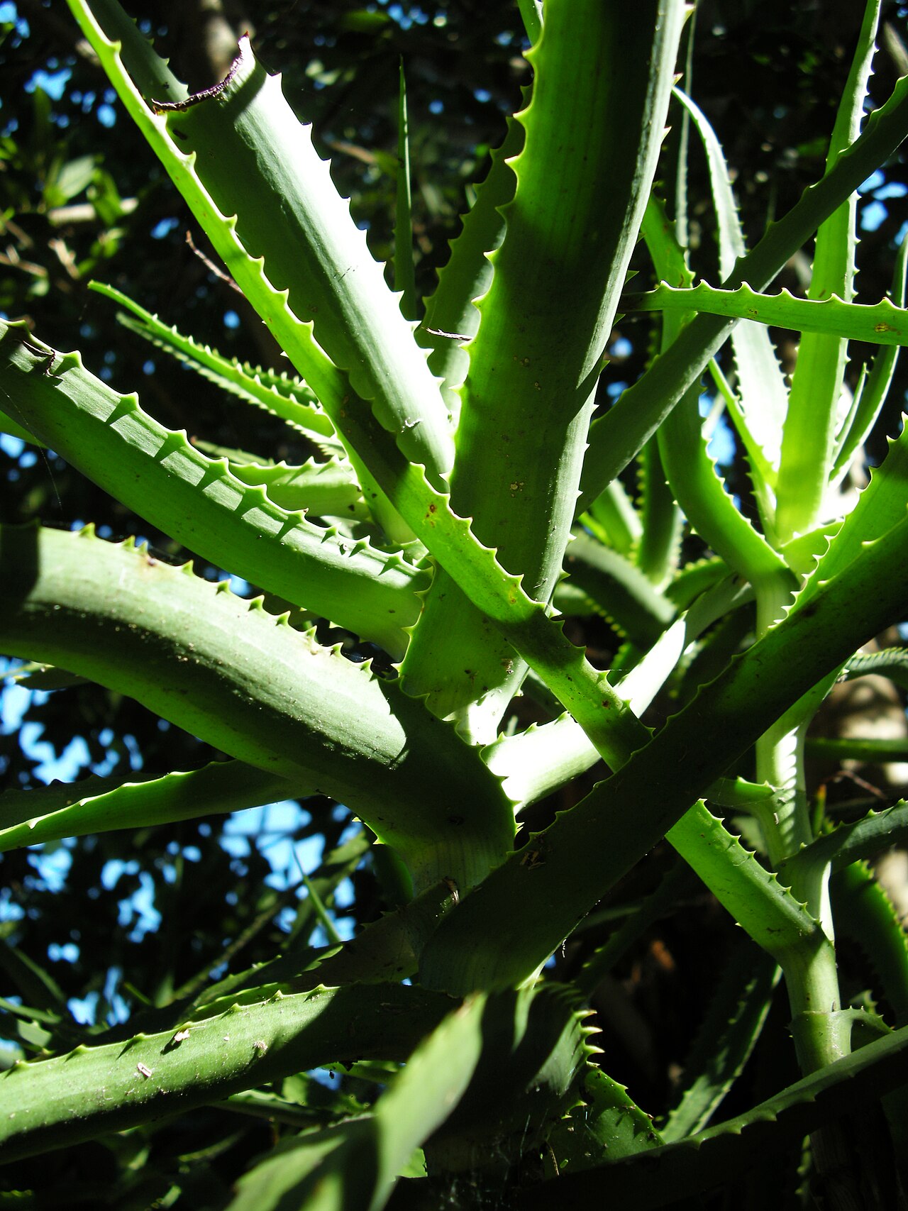 Aloe bulbillifera: Aloe bulbilifera var. bulbilifera