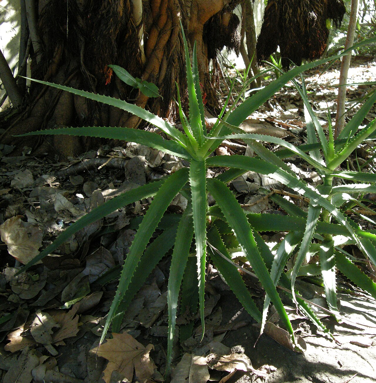 Aloe bulbillifera: Aloe bulbilifera var. bulbilifera