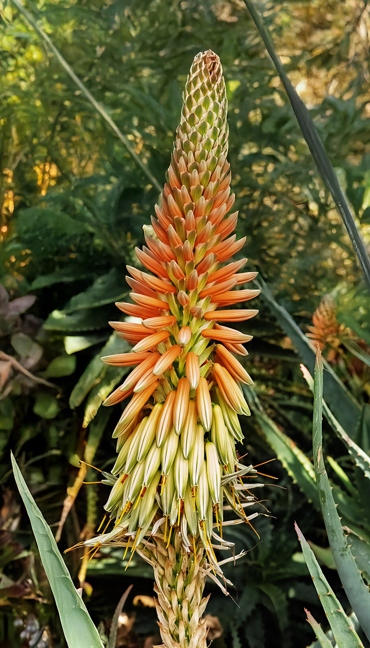 Aloe bulbillifera: Aloe bulbillifera - Inflorescence.