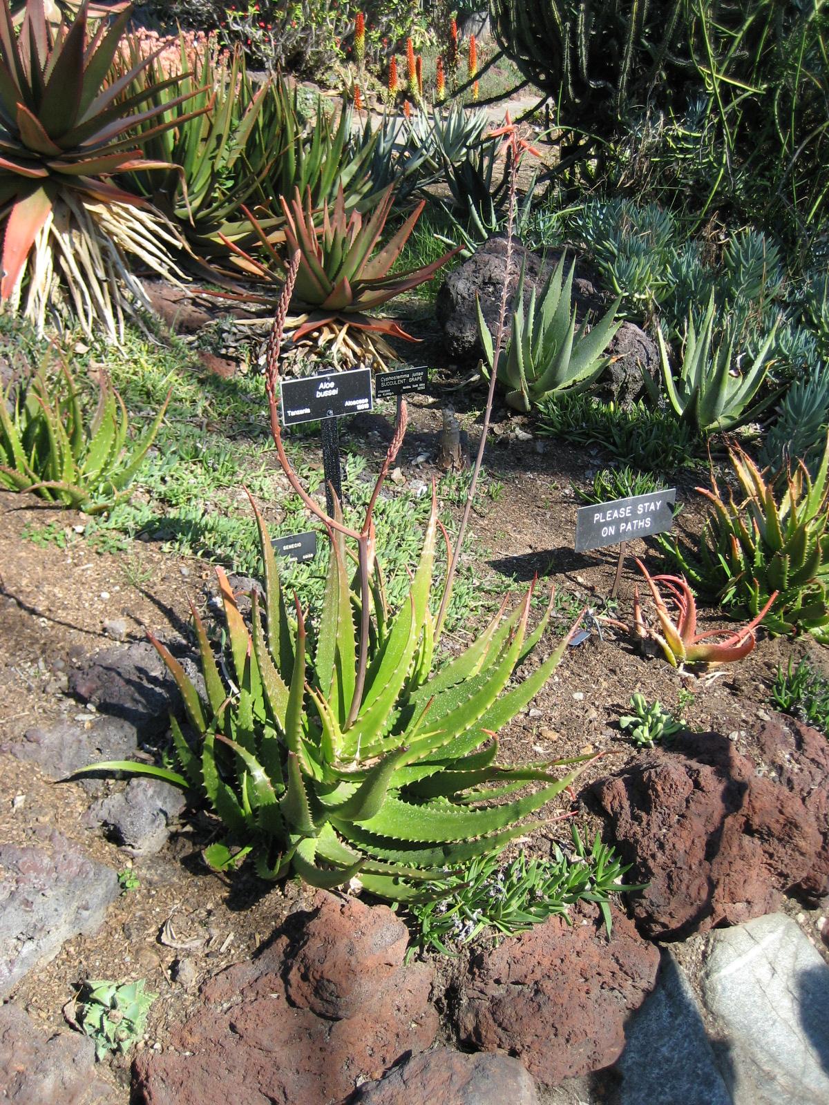 Aloe bussei: Photographed at Huntington Gardens (Los Angeles) in March