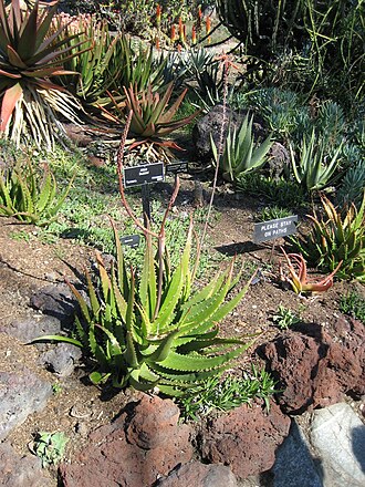 Aloe bussei: Photographed at Huntington Gardens (Los Angeles) in March