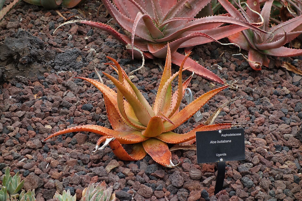 Aloe butiabana: Lotusland - Montecito, California, USA.