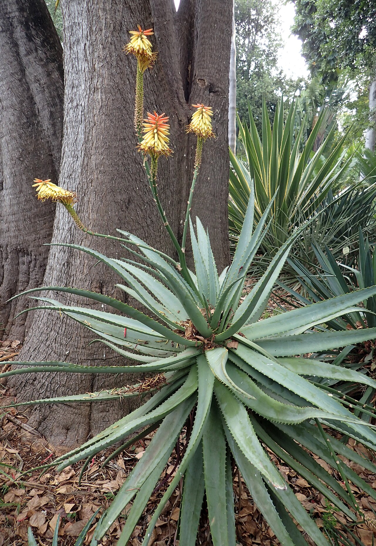 Aloe caesia: Aloe ×principis in Jardín de Aclimatación de la Orotava