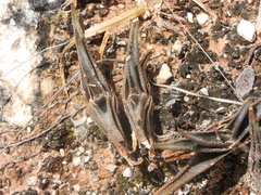 Aloe calcairophila (Aloe calcairophila)