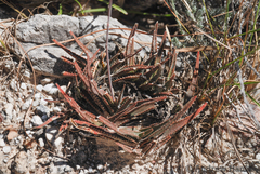 Aloe calcairophila (Aloe calcairophila)