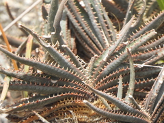 Aloe calcairophila (Aloe calcairophila)