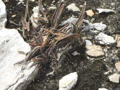 Aloe calcairophila (Aloe calcairophila)