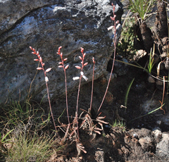 Aloe calcairophila (Aloe calcairophila)