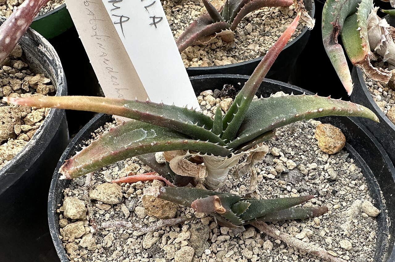 Aloe calcairophila: Aloe calcairophila in Kultur