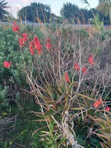 Aloe cameronii (Aloe cameronii)