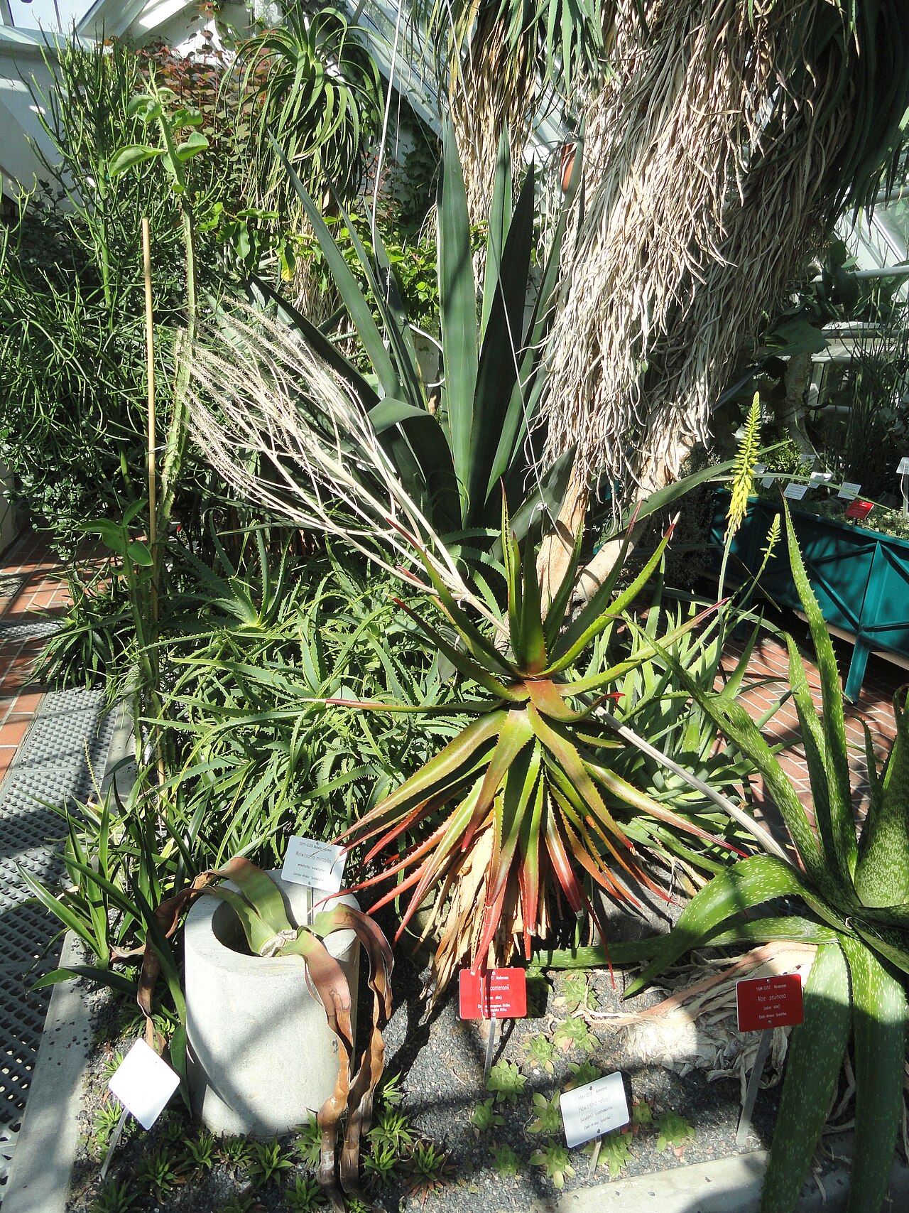 Aloe cameronii: Botanical specimen. The University of Helsinki Botanical Garden at Kaisaniemi