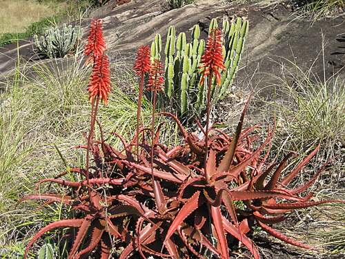 Aloe cameronii: Aloe cameronii