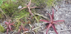 Aloe cameronii (Aloe cameronii)