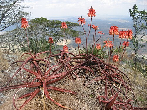 Aloe cameronii: View from Mount Chuala with flowering Aloe cameronii and Encephalartos.