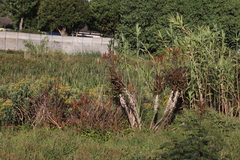 Aloe cameronii (Aloe cameronii)