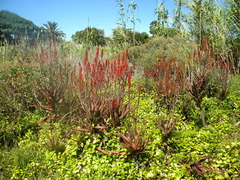 Aloe cameronii (Aloe cameronii)
