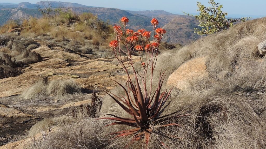 Aloe cameronii (Aloe cameronii)