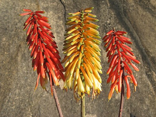 Aloe cameronii: Aloe cameronii