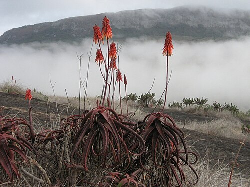 Aloe cameronii: Aloe cameronii in the morning fog close to Chimoio in Mozambique, 700 m.a.s.