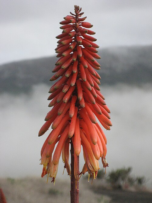 Aloe cameronii: Aloe cameronii