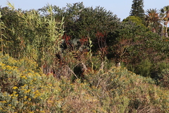 Aloe cameronii (Aloe cameronii)