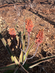 Aloe camperi (Aloe camperi)