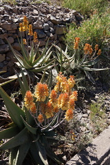 Aloe camperi (Aloe camperi)