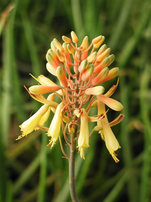 Aloe camperi: Aloe camperi