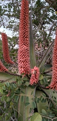Aloe candelabrum (Aloe candelabrum)