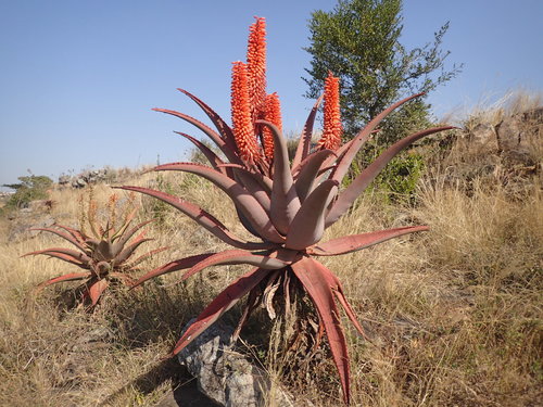 Aloe candelabrum (Aloe candelabrum)