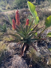 Aloe candelabrum (Aloe candelabrum)