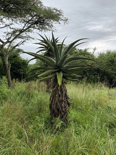 Aloe candelabrum (Aloe candelabrum)