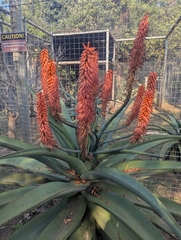 Aloe candelabrum (Aloe candelabrum)