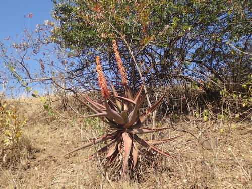 Aloe candelabrum (Aloe candelabrum)