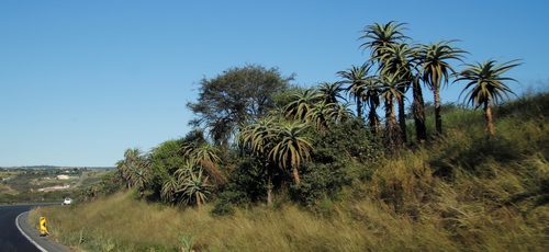 Aloe candelabrum (Aloe candelabrum)