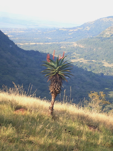 Aloe candelabrum (Aloe candelabrum)
