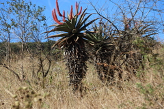 Aloe candelabrum (Aloe candelabrum)