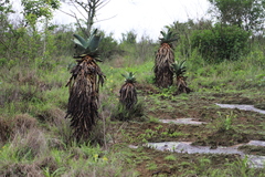 Aloe candelabrum (Aloe candelabrum)