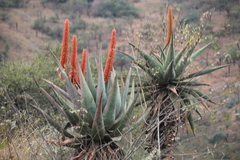 Aloe candelabrum (Aloe candelabrum)