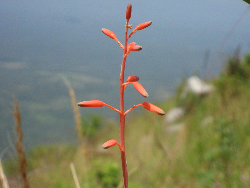 Aloe cannellii: Aloe cannellii at the type location, Serra Mecuti, south of Chimoio town in Mozambique, 1500 m.a.s.