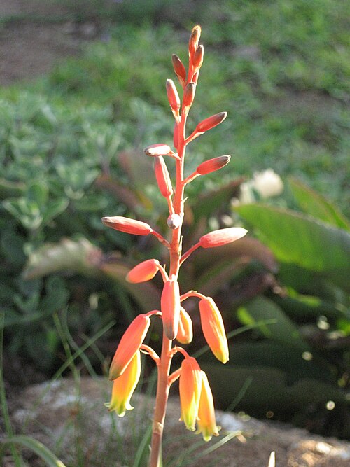 Aloe cannellii: Aloe cannelli - cultivated in Chimoio town, Mozambique