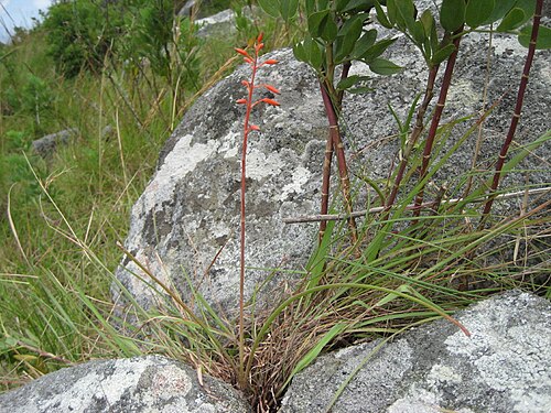 Aloe cannellii: Aloe cannellii at the type location, Serra Mecuti, south of Chimoio town in Mozambique, 1500 m.a.s.