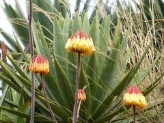 Aloe capitata (Aloe capitata)
