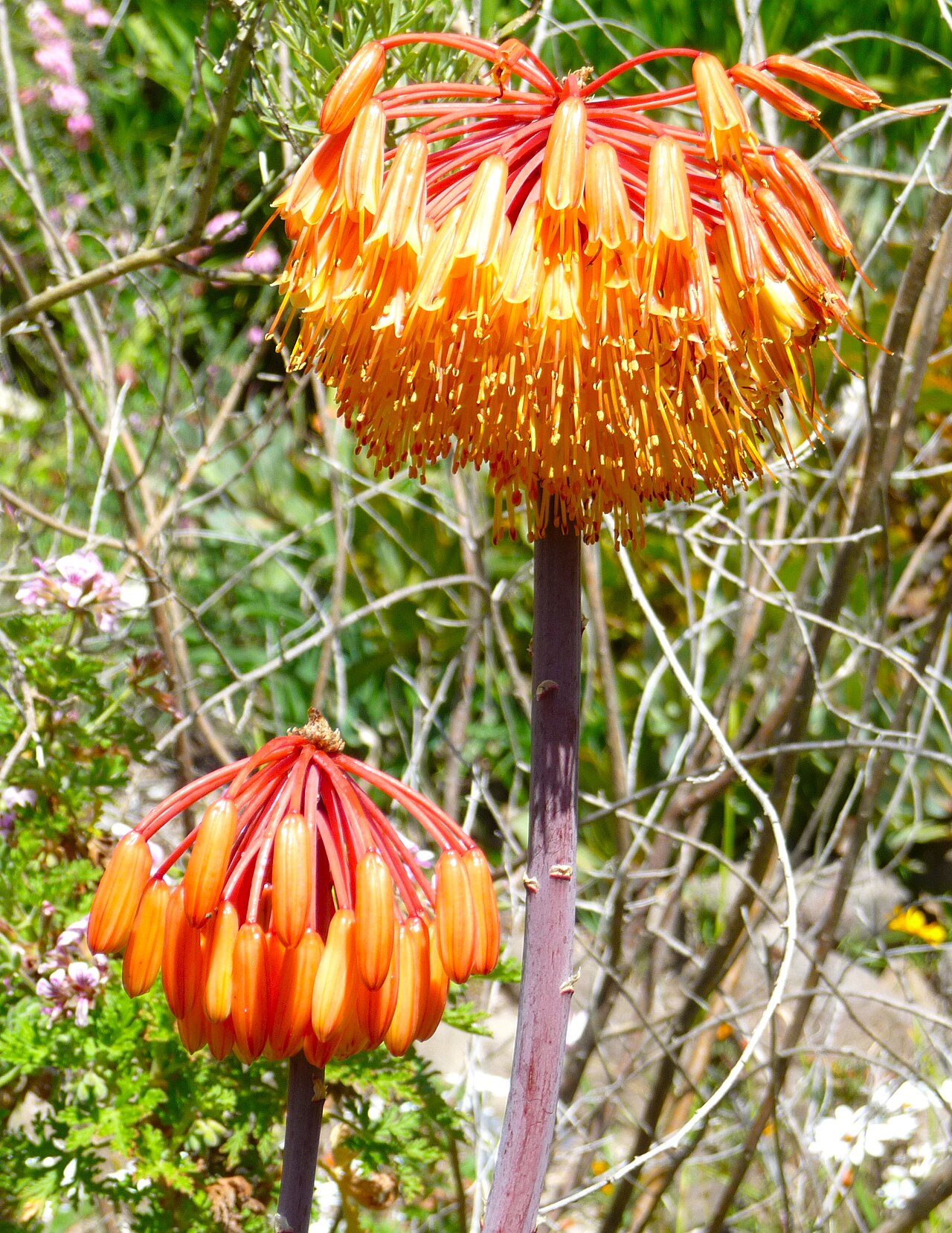 Aloe capitata: aloe capitata