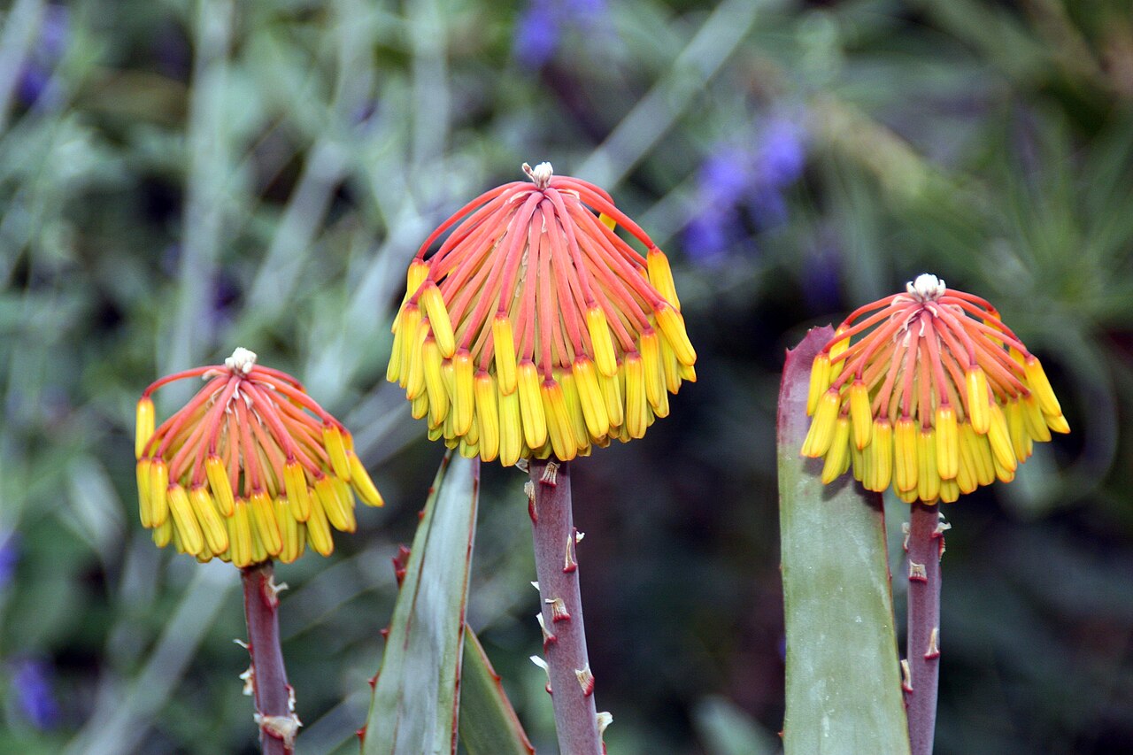 Aloe capitata: Location taken: Longwood Gardens, Kennett Square, Pennsylvania.. Names: Aloe capitata Baker, Aloe, Aloe capitata Classification: Plantae > Magnoliophyta > Lilio