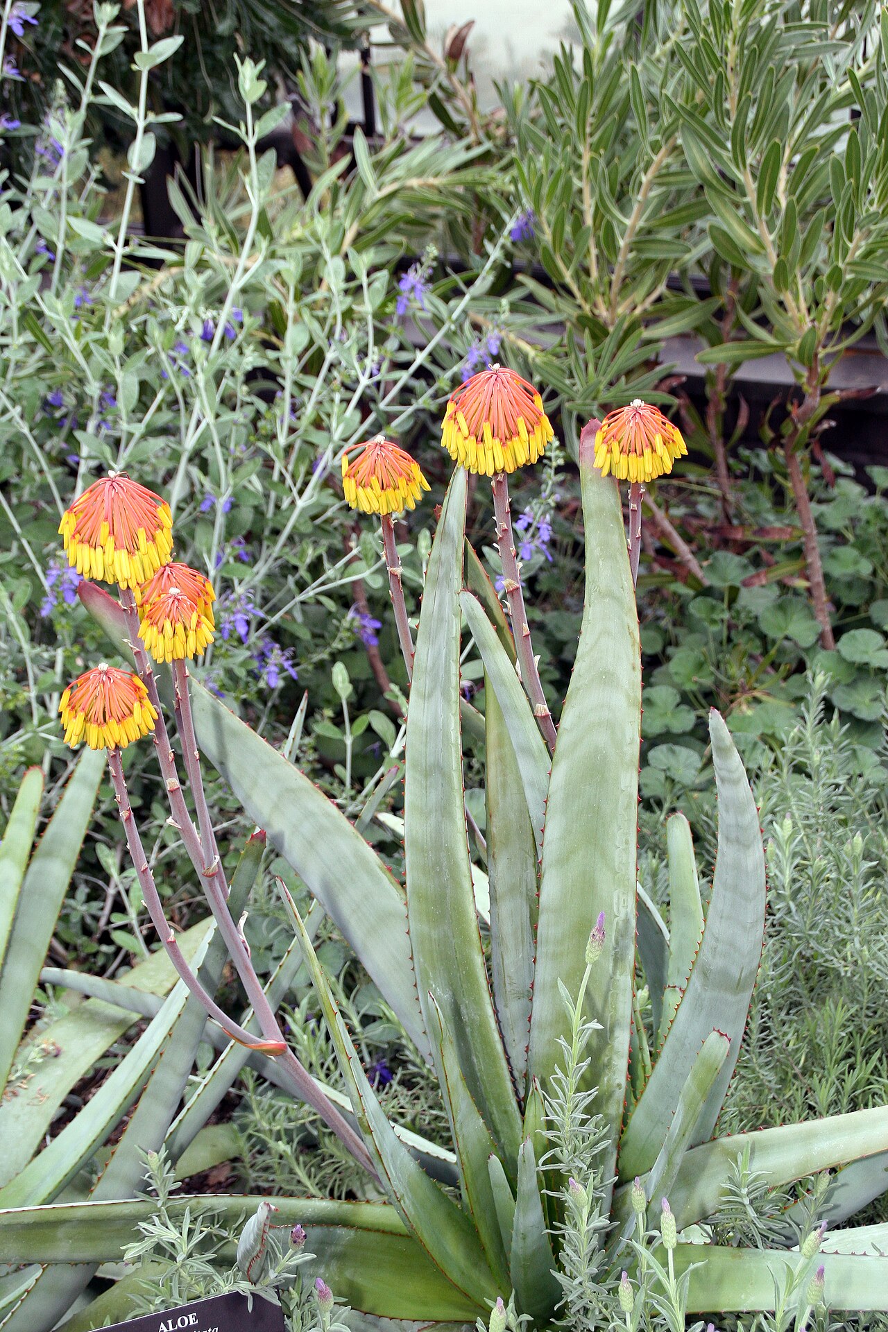 Aloe capitata: Location taken: Longwood Gardens, Kennett Square, Pennsylvania.. Names: Aloe capitata Baker, Aloe, Aloe capitata Classification: Plantae > Magnoliophyta > Lilio