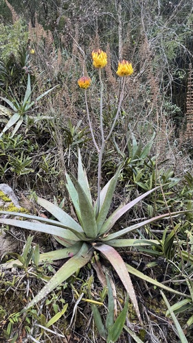 Aloe capitata (Aloe capitata)