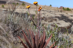 Aloe capitata (Aloe capitata)