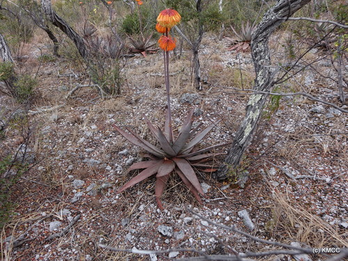 Aloe capitata (Aloe capitata)