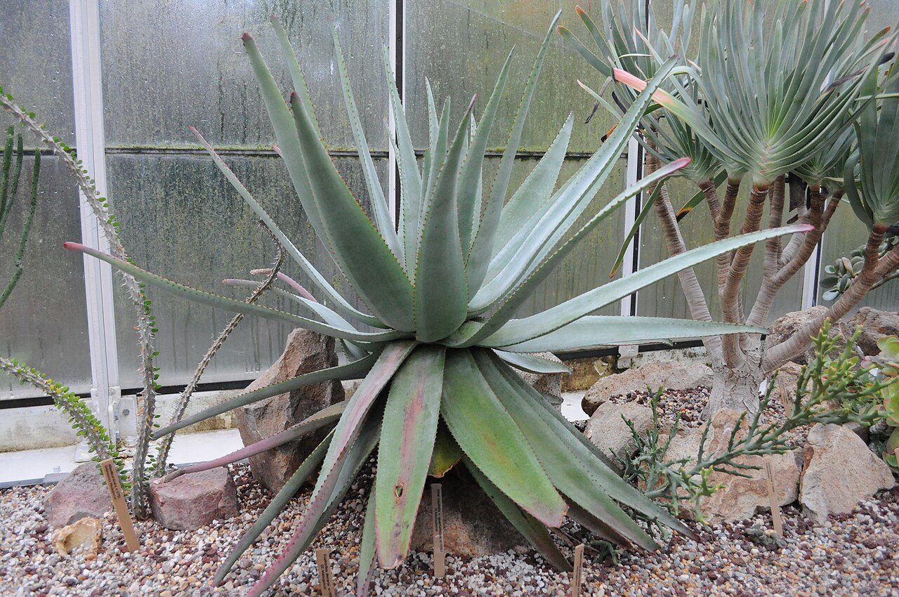 Aloe capitata: Aloe capitata v. quartziticola c-1707. From northern Madagascar. Volunteer Park Conservatory, Volunteer Park, Capitol Hill, Seattle, Washington, USA.